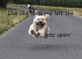 Dog Live like someone left the gate open